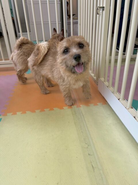 本日の鶴丸🐶
本日は、ニコペットのちびっ子達やふうちゃん、すけちゃん達と激しいお話し合いをしたり、追いかけっこをしたりして遊んでいました🤭

🐾🐶愛犬のお悩みご相談ください🐶🐾
@kenkohmura_official
 ↑フォロー待ってます↑

〒955-0091 新潟県三条市上須頃大割４２８−１
☎︎ 0256-35-2571
✉️ info@kenkohmura.jp
HP: http://kenkohmura.jp
LINE: https://lin.ee/7LIz5sb

#犬幸村#犬の幼稚園 #吠える、噛む #犬のしつけ #トイレ
ノーリッチテリアノーリッチテリア可愛いノーリッチテリア倶楽部ノーリッチテリア大好き