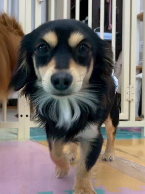 はにちゃん🐶
本日はふうちゃんやコハクちゃん、ちょこたんちゃん達がかなり気に入ったようで、遊びを誘ったり、ワンプロを仕掛けたりして楽しそうに過ごしていました🤭

🐾🐶愛犬のお悩みご相談ください🐶🐾
@kenkohmura_official
 ↑フォロー待ってます↑

〒955-0091 新潟県三条市上須頃大割４２８−１
☎︎ 0256-35-2571
✉️ info@kenkohmura.jp
HP: http://kenkohmura.jp
LINE: https://lin.ee/7LIz5sb

#犬幸村#犬の幼稚園 #吠える、噛む #犬のしつけ #トイレ
ミックスミックス可愛いミックス犬ミックス犬大好きミックス犬倶楽部