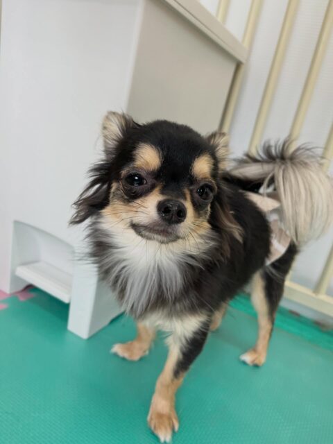 きりまるちゃん＆まろちゃん🐶
きりまるちゃんはニコペットにいる子達やモカちゃんと遊んだりしていました😄
⁡
まろちゃんはむぎちゃんやクッキーちゃんが気になったみたいで挨拶していました😁
⁡
お尻まわりのカット2頭とも上手にやらせてくれていました👏
🐾🐶愛犬のお悩みご相談ください🐶🐾
@kenkohmura_official
 ↑フォロー待ってます↑

〒955-0091 新潟県三条市上須頃大割４２８−１
☎︎ 0256-35-2571
✉️ info@kenkohmura.jp
HP: http://kenkohmura.jp
LINE: https://lin.ee/7LIz5sb

#犬幸村#犬の幼稚園 #吠える噛む #犬のしつけ #トイレ
 チワワ チワワ可愛い チワワだいすき