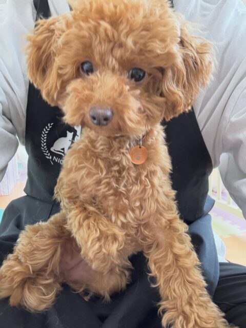 ルナちゃん🐶
本日園内では、だいぶ慣れてきたのか、挨拶をしたり、匂いを嗅ぎ合ったりして過ごしていました👍
ですが少し勢いの良い子達が来ると一旦スタッフの膝の上にジャンプしたりしていました🤭

🐾🐶愛犬のお悩みご相談ください🐶🐾
@kenkohmura_official
 ↑フォロー待ってます↑

〒955-0091 新潟県三条市上須頃大割４２８−１
☎︎ 0256-35-2571
✉️ info@kenkohmura.jp
HP: http://kenkohmura.jp
LINE: https://lin.ee/7LIz5sb

#犬幸村#犬の幼稚園 #吠える、噛む #犬のしつけ #トイレ
トイプートイプー可愛いトイプー大好きトイプー倶楽部