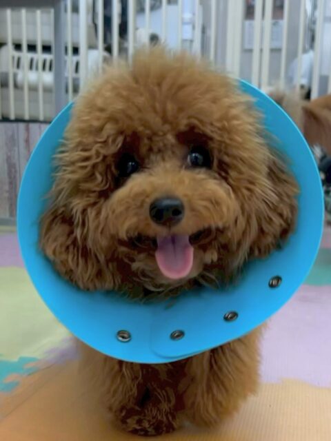 ププちゃん🐶
相変わらずカノアちゃんが大好きなププちゃん‼️必ず挨拶に行ってアピールタイムを設けています🤭

園内では、いろんな子達と走り回ったり、ワンプロをしたりして非常に楽しそうに過ごしていました👍

🐾🐶愛犬のお悩みご相談ください🐶🐾
@kenkohmura_official
 ↑フォロー待ってます↑

〒955-0091 新潟県三条市上須頃大割４２８−１
☎︎ 0256-35-2571
✉️ info@kenkohmura.jp
HP: http://kenkohmura.jp
LINE: https://lin.ee/7LIz5sb

#犬幸村#犬の幼稚園 #吠える、噛む #犬のしつけ #トイレ
トイプートイプー可愛いトイプー大好きトイプー倶楽部