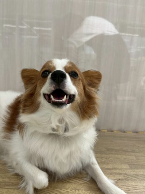 マロンちゃん🐶
本日は、コタローちゃんやププちゃん達にすっごくたくさん遊びに誘われたりしてまろちゃんもしつこいよ‼️と怒っていました🤭
🐾🐶愛犬のお悩みご相談ください🐶🐾
@kenkohmura_official
↑フォロー待ってます↑
〒955-0091 新潟県三条市上須頃大割428−1
☎︎ 0256-35-2571
✉️ info@kenkohmura.jp
HP: http://kenkohmura.jp
LINE: https://lin.ee/7LIz5sb
#犬幸村#犬の幼稚園 #吠える、噛む #犬のしつけ #トイレ
パピヨンパピヨン可愛いパピヨン大好きパピヨン倶楽部