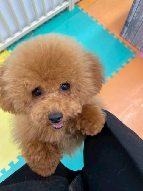 ププちゃん🐶
本日はきりまるちゃんやまろちゃん、ニコペットのちびっ子達やポコちゃん達と激しく走り回ったり、ワンプロをしたりして過ごしていました🤭

🐾🐶愛犬のお悩みご相談ください🐶🐾
@kenkohmura_official
 ↑フォロー待ってます↑

〒955-0091 新潟県三条市上須頃大割４２８−１
☎︎ 0256-35-2571
✉️ info@kenkohmura.jp
HP: http://kenkohmura.jp
LINE: https://lin.ee/7LIz5sb

#犬幸村#犬の幼稚園 #吠える、噛む #犬のしつけ #トイレ
トイプートイプー可愛いトイプー倶楽部トイプー大好き