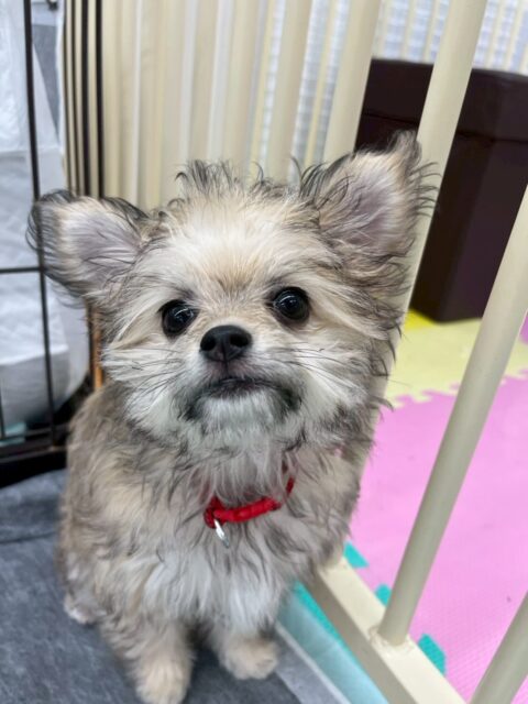 幼稚園体験に来てくれました🐶

最初はかなり緊張している様子でしたが、スタッフのあとを追いかけるうちに少しずつ動けていました👏✨
今日の経験が大きな一歩になったように感じました😊

🐾🐶愛犬のお悩みご相談ください🐶🐾
@kenkohmura_official
 ↑フォロー待ってます↑

〒955-0091 新潟県三条市上須頃大割４２８−１
☎︎ 0256-35-2571
✉️ info@kenkohmura.jp
HP: http://kenkohmura.jp
LINE: https://lin.ee/7LIz5sb

#犬幸村#犬の幼稚園 #吠える、噛む #犬のしつけ #トイレ
ミックス犬　mix犬　ミックス犬だいすき