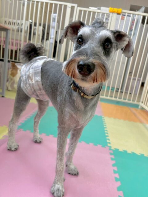 ペリーちゃん🐶
本日はちゃ六ちゃんやレオちゃん達とすごく楽しそうに1日中ワンプロをしたり、走り回ったりしてみんなとの駆け引きを楽しんでいました🤣
🐾🐶愛犬のお悩みご相談ください🐶🐾
@kenkohmura_official
↑フォロー待ってます↑
〒955-0091 新潟県三条市上須頃大割428−1
☎︎ 0256-35-2571
✉️ info@kenkohmura.jp
HP: http://kenkohmura.jp
LINE: https://lin.ee/7LIz5sb
#犬幸村#犬の幼稚園 #吠える、噛む #犬のしつけ #トイレ
シュナウザーシュナウザー可愛いシュナウザー大好きシュナウザー倶楽部