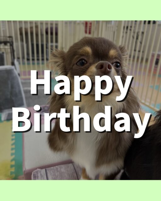 まろちゃん&きりまるちゃん🐶
まろちゃんお誕生日おめでとうございます🎂👏🏻
まろちゃんはうにちゃん遊びに誘ったり、ルナちゃんと挨拶していました☺️
きりまるちゃんはニコペットにいる子やププちゃんと楽しそうに遊んでいました🎶
🐾🐶愛犬のお悩みご相談ください🐶🐾
@kenkohmura_official
↑フォロー待ってます↑
〒955-0091 新潟県三条市上須頃大割428−1
☎︎ 0256-35-2571
✉️ info@kenkohmura.jp
HP: http://kenkohmura.jp
LINE: https://lin.ee/7LIz5sb
#犬幸村#犬の幼稚園 #吠える噛む #犬のしつけ #トイレ
チワワ チワワかわいい チワワだいすき