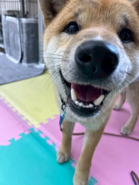 チャリーちゃん🐶
本日はちょこちゃんやニッカちゃん達と大乱闘‼️みんなで大はしゃぎをしながら走り回ったり、ワンプロをしたりしてすごく楽しそうにして過ごしていました🤭

🐾🐶愛犬のお悩みご相談ください🐶🐾
@kenkohmura_official
 ↑フォロー待ってます↑

〒955-0091 新潟県三条市上須頃大割４２８−１
☎︎ 0256-35-2571
✉️ info@kenkohmura.jp
HP: http://kenkohmura.jp
LINE: https://lin.ee/7LIz5sb

#犬幸村#犬の幼稚園 #吠える、噛む #犬のしつけ #トイレ
柴犬柴犬大好き柴犬倶楽部柴犬可愛い