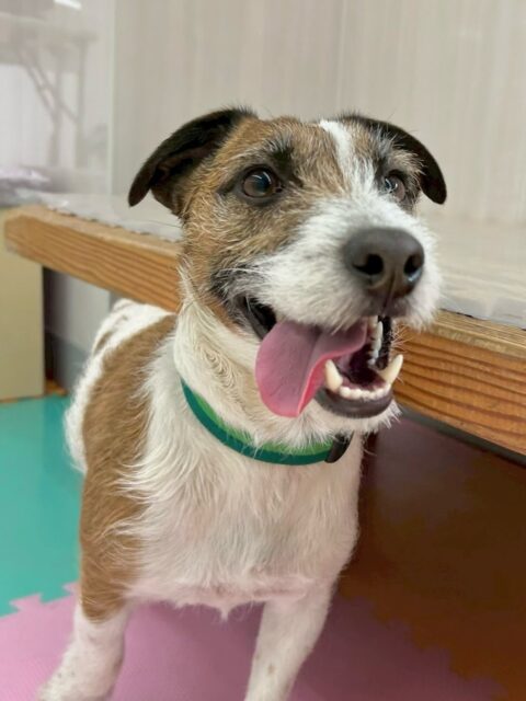 ちゃ六ちゃん🐶
本日は、ベンやレオちゃん、ペリーちゃんや鶴丸達と仲良く遊びを誘い合ったりして過ごしていました🤭
みんなではしゃぎ回ったりして少し疲れたのかおやすみモードに入ってしまいました🤣
🐾🐶愛犬のお悩みご相談ください🐶🐾
@kenkohmura_official
↑フォロー待ってます↑
〒955-0091 新潟県三条市上須頃大割428−1
☎︎ 0256-35-2571
✉️ info@kenkohmura.jp
HP: http://kenkohmura.jp
LINE: https://lin.ee/7LIz5sb
#犬幸村#犬の幼稚園 #吠える、噛む #犬のしつけ #トイレ
ジャックラッセルジャックラッセルテリアジャック