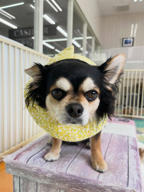 ゴロー丸ちゃん🐶
マルちゃんやまろちゃんが気になったみたいで臭い嗅いでいました☺️
ニコペットスタッフさんと一緒にお散歩トレーニング頑張っていました✨
⁡
歯磨きトレーニング開始して1年7ヶ月経過しました🦷🪥✨
歯の白さこれからもキープしていきましょう！
🐾🐶愛犬のお悩みご相談ください🐶🐾
@kenkohmura_official
 ↑フォロー待ってます↑

〒955-0091 新潟県三条市上須頃大割４２８−１
☎︎ 0256-35-2571
✉️ info@kenkohmura.jp
HP: http://kenkohmura.jp
LINE: https://lin.ee/7LIz5sb

#犬幸村#犬の幼稚園 #吠える噛む #犬のしつけ #トイレ
 チワワ チワワかわいい チワワだいすき