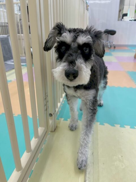 レオちゃん🐶
本日はペリーちゃんやちゃ六ちゃん達とお話し合いをしたり、園内を走り回ったりしてみんなで楽しそうに過ごしていました🤭
🐾🐶愛犬のお悩みご相談ください🐶🐾
@kenkohmura_official
↑フォロー待ってます↑
〒955-0091 新潟県三条市上須頃大割428−1
☎︎ 0256-35-2571
✉️ info@kenkohmura.jp
HP: http://kenkohmura.jp
LINE: https://lin.ee/7LIz5sb
#犬幸村#犬の幼稚園 #吠える、噛む #犬のしつけ #トイレ
シュナウザーシュナウザー可愛いシュナウザー大好きシュナウザー倶楽部