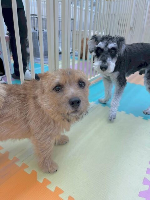 本日の鶴丸🐶
本日はペリーちゃんやちゃ六ちゃん、レオちゃん達と激しくワンプロをしたりお話し合いをたくさんしてもらえて嬉しそうに過ごしていました🙇
🐾🐶愛犬のお悩みご相談ください🐶🐾
@kenkohmura_official
↑フォロー待ってます↑
〒955-0091 新潟県三条市上須頃大割428−1
☎︎ 0256-35-2571
✉️ info@kenkohmura.jp
HP: http://kenkohmura.jp
LINE: https://lin.ee/7LIz5sb
#犬幸村#犬の幼稚園 #吠える、噛む #犬のしつけ #トイレ
ノーリッチテリアノーリッチテリア可愛いノーリッチテリア大好きノーリッチテリア倶楽部