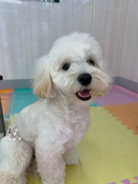 ふうちゃん🐶
本日歯磨きトレーニングを開始して2ヶ月が経ちました👍
歯磨きまだイヤイヤがありましたが、早寝状態はすごく良好で、非常に綺麗でした👏

園内では、仲良しのププちゃんや、鶴丸達と走り回ったり、遊びを誘いあったりしていました👍

🐾🐶愛犬のお悩みご相談ください🐶🐾
@kenkohmura_official
 ↑フォロー待ってます↑

〒955-0091 新潟県三条市上須頃大割４２８−１
☎︎ 0256-35-2571
✉️ info@kenkohmura.jp
HP: http://kenkohmura.jp
LINE: https://lin.ee/7LIz5sb

#犬幸村#犬の幼稚園 #吠える、噛む #犬のしつけ #トイレ
ミックスミックス犬ミックス犬可愛いミックス犬大好き