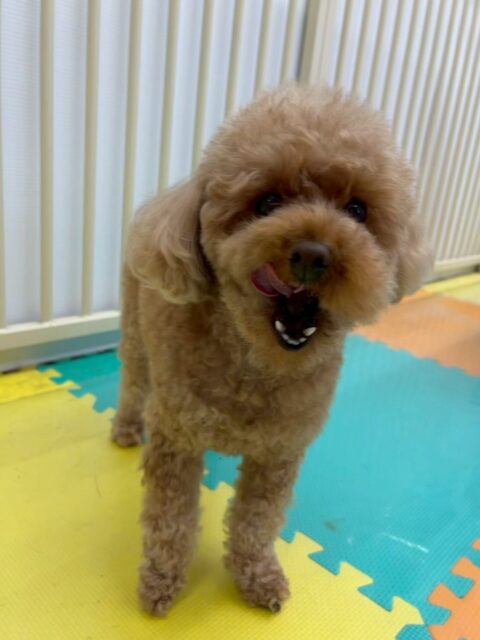 結希ちゃん🐶
本日もスタッフへの熱い構って目線やアピールをたくさんしてくれて可愛すぎました😍
シャンプーやお手入れなども上手にやらせてくれて非常にスムーズに終わらせることができました👍
🐾🐶愛犬のお悩みご相談ください🐶🐾
@kenkohmura_official
↑フォロー待ってます↑
〒955-0091 新潟県三条市上須頃大割428−1
☎︎ 0256-35-2571
✉️ info@kenkohmura.jp
HP: http://kenkohmura.jp
LINE: https://lin.ee/7LIz5sb
#犬幸村#犬の幼稚園 #吠える、噛む #犬のしつけ #トイレ
トイプートイプー可愛いトイプー大好きトイプー倶楽部