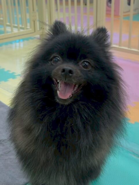 本日初来園のうにちゃん🐶
本日は朝からいろんな子達から匂いを嗅がれたり、挨拶をされたりして大人気でした🤭
匂いを嗅がれてもかなり堂々とした様子でした👍
🐾🐶愛犬のお悩みご相談ください🐶🐾
@kenkohmura_official
↑フォロー待ってます↑
〒955-0091 新潟県三条市上須頃大割428−1
☎︎ 0256-35-2571
✉️ info@kenkohmura.jp
HP: http://kenkohmura.jp
LINE: https://lin.ee/7LIz5sb
#犬幸村#犬の幼稚園 #吠える、噛む #犬のしつけ #トイレら
ポメラニアン