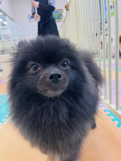 うにちゃん🐶
自分からニコペットにいるチワワちゃんの臭いを嗅ぎにいけていました🙌
⁡
お散歩トレーニングではニコペットスタッフさんに抱っこしてもらっていました✨
🐾🐶愛犬のお悩みご相談ください🐶🐾
@kenkohmura_official
 ↑フォロー待ってます↑

〒955-0091 新潟県三条市上須頃大割４２８−１
☎︎ 0256-35-2571
✉️ info@kenkohmura.jp
HP: http://kenkohmura.jp
LINE: https://lin.ee/7LIz5sb

#犬幸村#犬の幼稚園 #吠える噛む #犬のしつけ #トイレ
 ポメラニアン ポメラニアン可愛い ポメラニアンだいすき