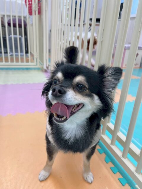 タッチちゃん🐶
本日はゴロー丸ちゃんとすっごく可愛い写真が撮れました😍園内ではみんなに匂いを嗅がれたり、むくちゃん、クッキーちゃん、ゴロー丸ちゃん達と挨拶をしあったりして上手にコミュニケーションが取れていました👍
お散歩トレーニングでは初めましてのニコペットのスタッフに触ってもらったりして緊張気味でしたが頑張ってくれました👏
🐾🐶愛犬のお悩みご相談ください🐶🐾
@kenkohmura_official
↑フォロー待ってます↑
〒955-0091 新潟県三条市上須頃大割428−1
☎︎ 0256-35-2571
✉️ info@kenkohmura.jp
HP: http://kenkohmura.jp
LINE: https://lin.ee/7LIz5sb
#犬幸村#犬の幼稚園 #吠える、噛む #犬のしつけ #トイレ
チワワチワワ可愛いチワワ大好きチワワ倶楽部