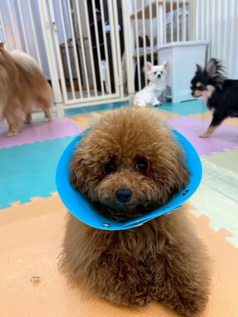 ププちゃん
本日もおとなしい組のみんなで仲良く、ワンプロをしたり、走り回ったりして楽しんでいました🤭
ニコペットのちびっ子達とも楽しそうに遊べていてよかったです👏
🐾🐶愛犬のお悩みご相談ください🐶🐾
@kenkohmura_official
↑フォロー待ってます↑
〒955-0091 新潟県三条市上須頃大割428−1
☎︎ 0256-35-2571
✉️ info@kenkohmura.jp
HP: http://kenkohmura.jp
LINE: https://lin.ee/7LIz5sb
#犬幸村#犬の幼稚園 #吠える、噛む #犬のしつけ #トイレ
トイプートイプー可愛いトイプー大好きトイプー倶楽部