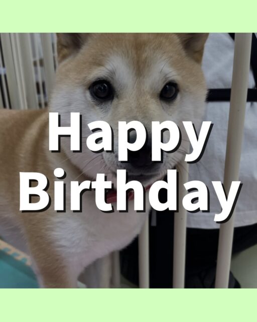 寅丸ちゃん🐶
お誕生日おめでとうございます🎂👏🏻
のりまきちゃんやニッカちゃんと激しくおしゃべりしていました😆
⁡
レーキングやお散歩トレーニング頑張っていました！！
🐾🐶愛犬のお悩みご相談ください🐶🐾
@kenkohmura_official
 ↑フォロー待ってます↑

〒955-0091 新潟県三条市上須頃大割４２８−１
☎︎ 0256-35-2571
✉️ info@kenkohmura.jp
HP: http://kenkohmura.jp
LINE: https://lin.ee/7LIz5sb

#犬幸村#犬の幼稚園 #吠える噛む #犬のしつけ #トイレ
 豆柴 豆柴可愛い 豆柴大好き