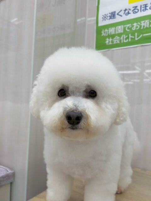 よもぎちゃん🐶
本日はかなり園内を動き回ったり、他の子達と交流がありました👍
むくちゃんやププちゃん、モコちゃん達に匂いを嗅がれたりひっくり返りあってお互いにお腹を見せたりしていました🤭
🐾🐶愛犬のお悩みご相談ください🐶🐾
@kenkohmura_official
↑フォロー待ってます↑
〒955-0091 新潟県三条市上須頃大割428−1
☎︎ 0256-35-2571
✉️ info@kenkohmura.jp
HP: http://kenkohmura.jp
LINE: https://lin.ee/7LIz5sb
#犬幸村#犬の幼稚園 #吠える、噛む #犬のしつけ #トイレ
ミックスミックス犬ミックス犬可愛いミックス犬大好きミックス犬倶楽部