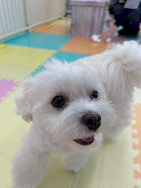 むくちゃん🐶
本日はよもぎちゃんやゴロー丸ちゃん、タッチちゃん達に遊びを誘ってくれたり、匂いを嗅ぎ合ったりして楽しんでくれていました👍
🐾🐶愛犬のお悩みご相談ください🐶🐾
@kenkohmura_official
↑フォロー待ってます↑
〒955-0091 新潟県三条市上須頃大割428−1
☎︎ 0256-35-2571
✉️ info@kenkohmura.jp
HP: http://kenkohmura.jp
LINE: https://lin.ee/7LIz5sb
#犬幸村#犬の幼稚園 #吠える、噛む #犬のしつけ #トイレ
ミックスミックス犬ミックス犬可愛いミックス犬倶楽部