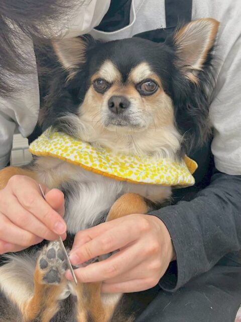 ゴロー丸ちゃん🐶
タッチちゃんと似ている写真をあまりにも可愛いので載せさせていただきました😍
園内ではむくちゃんやタッチちゃん、クッキーちゃん達と匂いを嗅ぎ合ったり、挨拶をしあったりしていました👍
お散歩トレーニングでは初めましてのニコペットスタッフと一緒に歩いたり、触ってもらったりして上手に歩けていました👍
🐾🐶愛犬のお悩みご相談ください🐶🐾
@kenkohmura_official
↑フォロー待ってます↑
〒955-0091 新潟県三条市上須頃大割428−1
☎︎ 0256-35-2571
✉️ info@kenkohmura.jp
HP: http://kenkohmura.jp
LINE: https://lin.ee/7LIz5sb
#犬幸村#犬の幼稚園 #吠える、噛む #犬のしつけ #トイレ
チワワチワワ可愛いチワワ大好きチワワ倶楽部