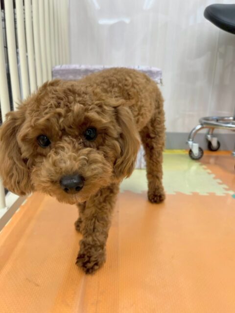 モカちゃん🐶
本日は、朝からププちゃんやぽん太達と走り回ったり、園内ではワンプロをしたりして過ごしていました🤭
非常に朝からテンションが高く、遊びすぎたのか夕方にはスタッフの近くでぐっすりお休みしていました🤣
🐾🐶愛犬のお悩みご相談ください🐶🐾
@kenkohmura_official
↑フォロー待ってます↑
〒955-0091 新潟県三条市上須頃大割428−1
☎︎ 0256-35-2571
✉️ info@kenkohmura.jp
HP: http://kenkohmura.jp
LINE: https://lin.ee/7LIz5sb
#犬幸村#犬の幼稚園 #吠える、噛む #犬のしつけ #トイレ
トイプートイプー可愛いトイプー大好きトイプー倶楽部