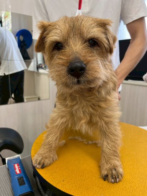 ゴローちゃん🐶
本日は、モカちゃんやちょこたんちゃん、ぽん太達の匂いを嗅いだり、挨拶をしたりしていました👍みんなから挨拶を返されて嬉しそうにしていました🤭

🐾🐶愛犬のお悩みご相談ください🐶🐾
@kenkohmura_official
 ↑フォロー待ってます↑

〒955-0091 新潟県三条市上須頃大割４２８−１
☎︎ 0256-35-2571
✉️ info@kenkohmura.jp
HP: http://kenkohmura.jp
LINE: https://lin.ee/7LIz5sb

#犬幸村#犬の幼稚園 #吠える、噛む #犬のしつけ #トイレ
ノーフォークテリアノーフォークテリア可愛いノーフォークテリア大好き