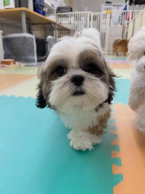 マルちゃん🐶
ニコペットにいるチワワちゃんと楽しそうに遊んだりしていました🎶
⁡
カットでは少しまだいやいやありましたが頑張っていました✂️
🐾🐶愛犬のお悩みご相談ください🐶🐾
@kenkohmura_official
 ↑フォロー待ってます↑

〒955-0091 新潟県三条市上須頃大割４２８−１
☎︎ 0256-35-2571
✉️ info@kenkohmura.jp
HP: http://kenkohmura.jp
LINE: https://lin.ee/7LIz5sb

#犬幸村#犬の幼稚園 #吠える噛む #犬のしつけ #トイレ
 シーズー シーズーかわいい シーズーだいすき