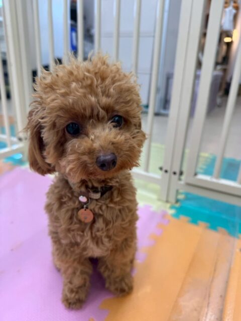 ルナちゃん🐶
本日はまろちゃんやニコペットのスタッフの子達に匂いを嗅がれたり、挨拶をされたりして自分から匂いを嗅いだり、挨拶もできていたので非常に良かったです👏
🐾🐶愛犬のお悩みご相談ください🐶🐾
@kenkohmura_official
↑フォロー待ってます↑
〒955-0091 新潟県三条市上須頃大割428−1
☎︎ 0256-35-2571
✉️ info@kenkohmura.jp
HP: http://kenkohmura.jp
LINE: https://lin.ee/7LIz5sb
#犬幸村#犬の幼稚園 #吠える、噛む #犬のしつけ #トイレ
トイプートイプー可愛いトイプー大好きトイプー倶楽部