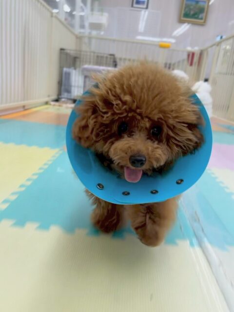 ププちゃん🐶
本日はモカちゃんやぽん太、ニコペットのちびっ子達と一緒に元気よく走り回ったりして楽しんでいました🤭
相変わらず元気よくみんなともフレンドリーなププちゃんでした👏
🐾🐶愛犬のお悩みご相談ください🐶🐾
@kenkohmura_official
↑フォロー待ってます↑
〒955-0091 新潟県三条市上須頃大割428−1
☎︎ 0256-35-2571
✉️ info@kenkohmura.jp
HP: http://kenkohmura.jp
LINE: https://lin.ee/7LIz5sb
#犬幸村#犬の幼稚園 #吠える、噛む #犬のしつけ #トイレ
トイプートイプー可愛いトイプー大好きトイプー倶楽部トイプー可愛いすぎる