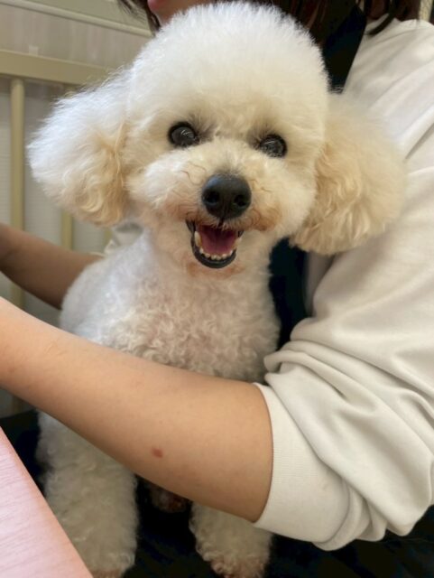 こむぎちゃん🐶
神楽と挨拶したりスタッフにあまえたりしていました🙌
🐾🐶愛犬のお悩みご相談ください🐶🐾
@kenkohmura_official
 ↑フォロー待ってます↑

〒955-0091 新潟県三条市上須頃大割４２８−１
☎︎ 0256-35-2571
✉️ info@kenkohmura.jp
HP: http://kenkohmura.jp
LINE: https://lin.ee/7LIz5sb

#犬幸村#犬の幼稚園 #吠える噛む #犬のしつけ #トイレ
 トイプードル トイプードルだいすき トイプードル可愛い