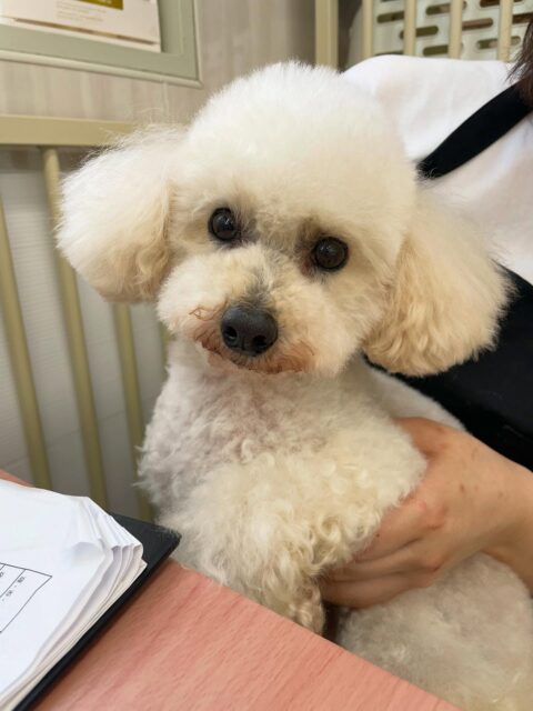 こむぎちゃん🐶
今日は園内を探検しながらスタッフに挨拶してくれました😊色んな子たちがこむぎちゃんに近づくと「近づきすぎよ！」と伝えていました🤣
カットでは眠いのを我慢して頑張ってくれました👏✨

🐾🐶愛犬のお悩みご相談ください🐶🐾
@kenkohmura_official
 ↑フォロー待ってます↑

〒955-0091 新潟県三条市上須頃大割４２８−１
☎︎ 0256-35-2571
✉️ info@kenkohmura.jp
HP: http://kenkohmura.jp
LINE: https://lin.ee/7LIz5sb

#犬幸村#犬の幼稚園 #吠える、噛む #犬のしつけ #トイレ
トイプードル　トイプー　といぷー