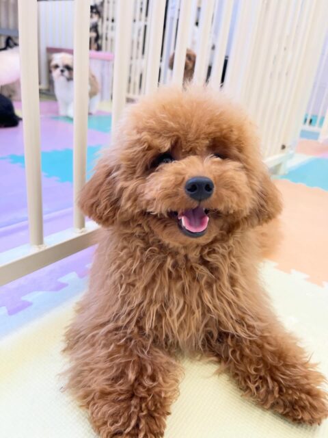ププちゃん🐶
ニコペットにいる子達やモカちゃんと楽しそうに遊んでいました🎶
お散歩トレーニングではルンルンで本日も楽しそうでした✨
🐾🐶愛犬のお悩みご相談ください🐶🐾
@kenkohmura_official
 ↑フォロー待ってます↑

〒955-0091 新潟県三条市上須頃大割４２８−１
☎︎ 0256-35-2571
✉️ info@kenkohmura.jp
HP: http://kenkohmura.jp
LINE: https://lin.ee/7LIz5sb

#犬幸村#犬の幼稚園 #吠える噛む #犬のしつけ #トイレ
 トイプードル トイプードル可愛い トイプードルだいすき
