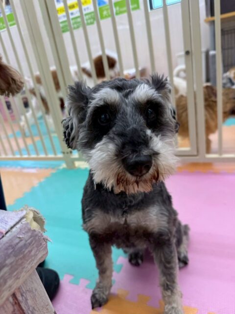 幼稚園体験に来てくれました🐶
1頭目の子は緊張していましたがなれてきたら自分から挨拶にいったりと頑張っていました🙌
2頭目の子はスタッフに甘えたきたりして幼稚園の歩き回ったりしていました😁
🐾🐶愛犬のお悩みご相談ください🐶🐾
@kenkohmura_official
↑フォロー待ってます↑
〒955-0091 新潟県三条市上須頃大割428−1
☎︎ 0256-35-2571
✉️ info@kenkohmura.jp
HP: http://kenkohmura.jp
LINE: https://lin.ee/7LIz5sb
#犬幸村#犬の幼稚園 #吠える噛む #犬のしつけ #トイレ
ミニチュアシュナウザー ミニチュアシュナウザーかわいい ポメラニアン ポメラニアンだいすき