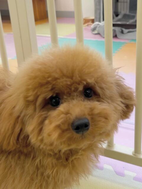 ププちゃん🐶
ポコちゃんやニコペットにいる子達と楽しそうに遊んでいました✨
お散歩トレーニングでは今日もルンルンで楽しそうでした🎶
🐾🐶愛犬のお悩みご相談ください🐶🐾
@kenkohmura_official
 ↑フォロー待ってます↑

〒955-0091 新潟県三条市上須頃大割４２８−１
☎︎ 0256-35-2571
✉️ info@kenkohmura.jp
HP: http://kenkohmura.jp
LINE: https://lin.ee/7LIz5sb

#犬幸村#犬の幼稚園 #吠える噛む #犬のしつけ #トイレ
 トイプードル トイプードル可愛い トイプードルだいすき