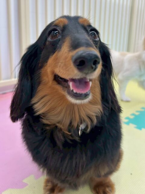 クッキーちゃん🐶
歯磨きトレーニングを頑張ってくれているおかげで健康な歯を保てています🪥この調子で続けていきましょう🦷✨

今日はきりまるちゃんとまろちゃんのことが気に入ったようで挨拶をしたり、一生懸命ふたりを追いかけたりしていました😊

🐾🐶愛犬のお悩みご相談ください🐶🐾
@kenkohmura_official
 ↑フォロー待ってます↑

〒955-0091 新潟県三条市上須頃大割４２８−１
☎︎ 0256-35-2571
✉️ info@kenkohmura.jp
HP: http://kenkohmura.jp
LINE: https://lin.ee/7LIz5sb

#犬幸村#犬の幼稚園 #吠える、噛む #犬のしつけ #トイレ
ミニチュアダックスフンド　ダックスフンド　ダックス