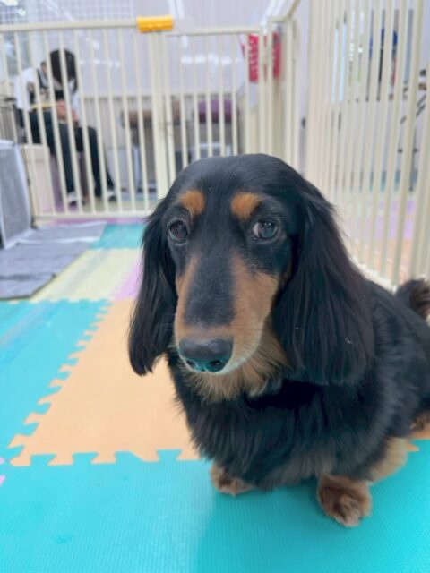 クッキーちゃん🐶
本日はむくちゃんやタッチちゃん、ニコペットのちびっ子達にたくさん匂いを嗅がれたり、みんなから挨拶をされたりして大人気でした🤭
🐾🐶愛犬のお悩みご相談ください🐶🐾
@kenkohmura_official
↑フォロー待ってます↑
〒955-0091 新潟県三条市上須頃大割428−1
☎︎ 0256-35-2571
✉️ info@kenkohmura.jp
HP: http://kenkohmura.jp
LINE: https://lin.ee/7LIz5sb
#犬幸村#犬の幼稚園 #吠える、噛む #犬のしつけ #トイレ
ダックス大好きダックス可愛いダックス倶楽部ダックス