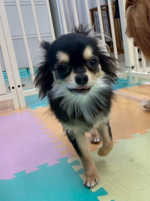 きりまるちゃん＆まろちゃん🐶
本日きりまるちゃんはニコペットのちびっ子達やププちゃん、ぽん太達と走り回ったりワンプロをしたりして楽しんでいました🤭スタッフにも甘えてきてくれて可愛すぎました

まろちゃんはスタッフの手の上で、すやすやゆっくりタイム可愛すぎますね😍
園内では、もこちゃんやシロちゃん達と匂いを嗅ぎ合ったり、挨拶をしあったりして上手にコミュニケーションを取っていました🤭

🐾🐶愛犬のお悩みご相談ください🐶🐾
@kenkohmura_official
 ↑フォロー待ってます↑

〒955-0091 新潟県三条市上須頃大割４２８−１
☎︎ 0256-35-2571
✉️ info@kenkohmura.jp
HP: http://kenkohmura.jp
LINE: https://lin.ee/7LIz5sb

#犬幸村#犬の幼稚園 #吠える、噛む #犬のしつけ #トイレ
チワワチワワ可愛いチワワ大好きチワワ倶楽部