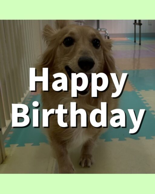 ココアちゃん🐶
4歳のお誕生日おめでとうございます🎉🎉🎉
ココアちゃんにとって楽しい素敵な1年になりますように☺️

園内ではお店の小さい子達やぽんたちゃんと挨拶をしたり、走り回ったりしていました😆お手入れではいつもより落ち着いてさせてくれました👏

🐾🐶愛犬のお悩みご相談ください🐶🐾
@kenkohmura_official
 ↑フォロー待ってます↑

〒955-0091 新潟県三条市上須頃大割４２８−１
☎︎ 0256-35-2571
✉️ info@kenkohmura.jp
HP: http://kenkohmura.jp
LINE: https://lin.ee/7LIz5sb

#犬幸村#犬の幼稚園 #吠える、噛む #犬のしつけ #トイレ
ミックス犬　mix犬　ミックス犬だいすき