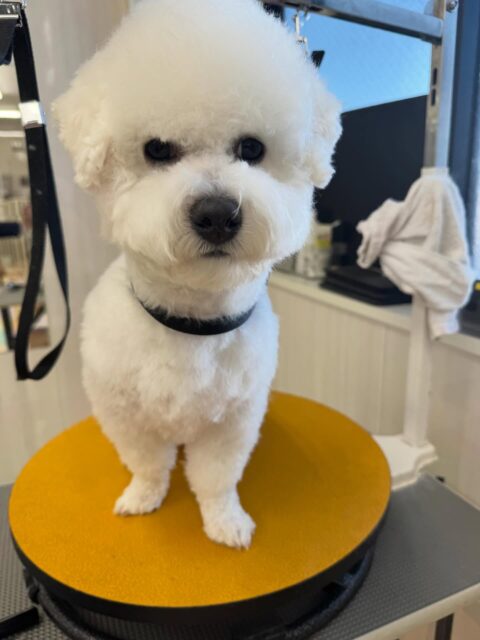 明日木曜日休園日です🐶
🐾🐶愛犬のお悩みご相談ください🐶🐾
@kenkohmura_official
 ↑フォロー待ってます↑

〒955-0091 新潟県三条市上須頃大割４２８−１
☎︎ 0256-35-2571
✉️ info@kenkohmura.jp
HP: http://kenkohmura.jp
LINE: https://lin.ee/7LIz5sb

#犬幸村#犬の幼稚園 #吠える、噛む #犬のしつけ #トイレ