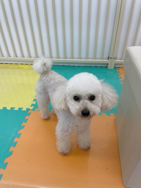 こむぎちゃん🐶
今日はむくちゃんやクッキーちゃんの匂いを嗅いだりしていました😊
スタッフが近づくとすぐに甘えてくる姿が可愛かったです🥰

🐾🐶愛犬のお悩みご相談ください🐶🐾
@kenkohmura_official
 ↑フォロー待ってます↑

〒955-0091 新潟県三条市上須頃大割４２８−１
☎︎ 0256-35-2571
✉️ info@kenkohmura.jp
HP: http://kenkohmura.jp
LINE: https://lin.ee/7LIz5sb

#犬幸村#犬の幼稚園 #吠える、噛む #犬のしつけ #トイレ
トイプードル　トイプー　といぷー