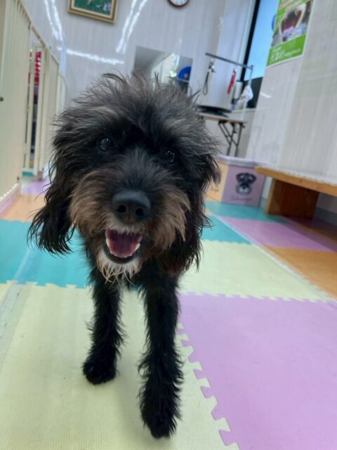 ニッカちゃん🐶
本日はちょこたんちゃんや、ちょこちゃん、チャリーちゃんぽん太達と激しく楽しく走り回ったり、ワンプロをしたりして楽しんでいました👍

🐾🐶愛犬のお悩みご相談ください🐶🐾
@kenkohmura_official
 ↑フォロー待ってます↑

〒955-0091 新潟県三条市上須頃大割４２８−１
☎︎ 0256-35-2571
✉️ info@kenkohmura.jp
HP: http://kenkohmura.jp
LINE: https://lin.ee/7LIz5sb

#犬幸村#犬の幼稚園 #吠える、噛む #犬のしつけ #トイレ
ミックスミックス犬ミックス犬可愛いミックス犬大好き