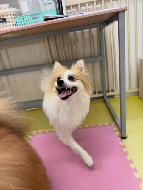 めんまちゃん🐶
本日は自分からうにちゃんやニコペットのスタッフ犬を遊びに誘ったり、みんなで走り回ったりすることができていました👍

🐾🐶愛犬のお悩みご相談ください🐶🐾
@kenkohmura_official
 ↑フォロー待ってます↑

〒955-0091 新潟県三条市上須頃大割４２８−１
☎︎ 0256-35-2571
✉️ info@kenkohmura.jp
HP: http://kenkohmura.jp
LINE: https://lin.ee/7LIz5sb

#犬幸村#犬の幼稚園 #吠える、噛む #犬のしつけ #トイレ
ポメラニアンポメラニアン可愛いポメラニアン大好きポメラニアン倶楽部