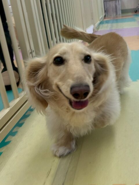 シロちゃん🐶
本日はベルちゃんやココアちゃん達と走り回ったり、駆け引きをして遊んだりして非常に楽しそうにして過ごしていました🤭

🐾🐶愛犬のお悩みご相談ください🐶🐾
@kenkohmura_official
 ↑フォロー待ってます↑

〒955-0091 新潟県三条市上須頃大割４２８−１
☎︎ 0256-35-2571
✉️ info@kenkohmura.jp
HP: http://kenkohmura.jp
LINE: https://lin.ee/7LIz5sb

#犬幸村#犬の幼稚園 #吠える、噛む #犬のしつけ #トイレ
ダックスダックス可愛いダックス倶楽部ダックス大好き