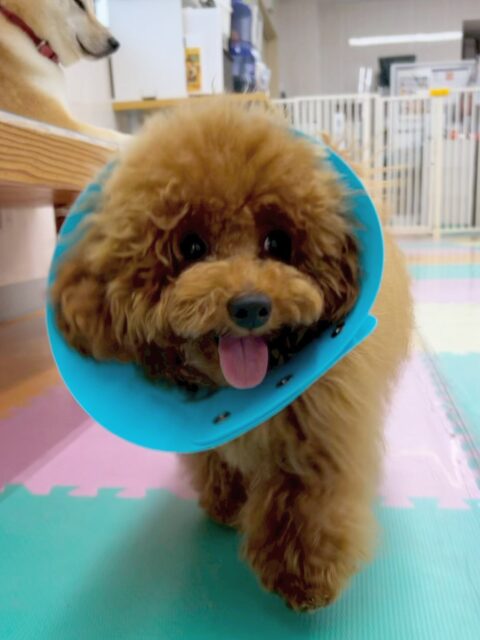 ププちゃん🐶
今日はお店の小さい子達やゆずちゃんと楽しそうに遊んでいました😊
仰向けでのブラッシングではリラックスして上手にやらせてくれました👏

🐾🐶愛犬のお悩みご相談ください🐶🐾
@kenkohmura_official
 ↑フォロー待ってます↑

〒955-0091 新潟県三条市上須頃大割４２８−１
☎︎ 0256-35-2571
✉️ info@kenkohmura.jp
HP: http://kenkohmura.jp
LINE: https://lin.ee/7LIz5sb

#犬幸村#犬の幼稚園 #吠える、噛む #犬のしつけ #トイレ
トイプードル　トイプー　といぷー