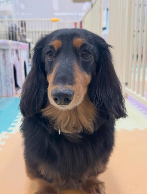 クッキーちゃん🐶
寅丸ちゃんと挨拶したり午後からは疲れたのかぐっすりお昼寝していました😁
🐾🐶愛犬のお悩みご相談ください🐶🐾
@kenkohmura_official
 ↑フォロー待ってます↑

〒955-0091 新潟県三条市上須頃大割４２８−１
☎︎ 0256-35-2571
✉️ info@kenkohmura.jp
HP: http://kenkohmura.jp
LINE: https://lin.ee/7LIz5sb

#犬幸村#犬の幼稚園 #吠える噛む #犬のしつけ #トイレ
 ミニチュアダックスフンド ミニチュアダックスフンド可愛い ミニチュアダックスフンドだいすき