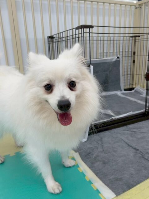 幸ちゃん🐶
本日はふうちゃんや、ププちゃん、ぽん太達と走り回ったり、ワンプロをしたりして盛り上がっていました🤭
みんなで楽しそうに遊べていてよかったです👏

お散歩トレーニングではかなり前よりも改善されたように感じました‼️こちらを見ながら歩けていたり、集中ができていてよかったです👍

🐾🐶愛犬のお悩みご相談ください🐶🐾
@kenkohmura_official
 ↑フォロー待ってます↑

〒955-0091 新潟県三条市上須頃大割４２８−１
☎︎ 0256-35-2571
✉️ info@kenkohmura.jp
HP: http://kenkohmura.jp
LINE: https://lin.ee/7LIz5sb

#犬幸村#犬の幼稚園 #吠える、噛む #犬のしつけ #トイレ
スピッツスピッツ可愛いスピッツ大好きスピッツ倶楽部