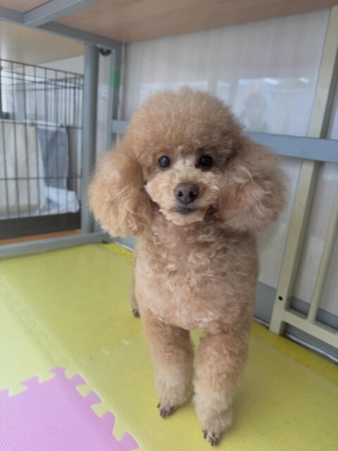 ポコちゃん🐶
本日ププちゃんやモカちゃん、ぽん太達とヤンチャに遊び回ったり、みんなで激しくワンプロをしあったりして遊び回っていました🤭
🐾🐶愛犬のお悩みご相談ください🐶🐾
@kenkohmura_official
↑フォロー待ってます↑
〒955-0091 新潟県三条市上須頃大割428−1
☎︎ 0256-35-2571
✉️ info@kenkohmura.jp
HP: http://kenkohmura.jp
LINE: https://lin.ee/7LIz5sb
#犬幸村#犬の幼稚園 #吠える、噛む #犬のしつけ #トイレ
トイプートイプー可愛いトイプー倶楽部トイプー大好き