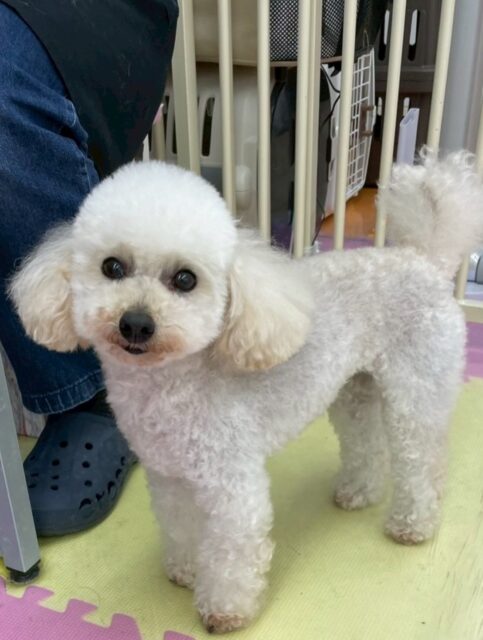 こむぎちゃん🐶
スタッフと手遊びして遊んだり、あまえたりしていました😆
小さい子達に遊びに誘われていました🙌
🐾🐶愛犬のお悩みご相談ください🐶🐾
@kenkohmura_official
 ↑フォロー待ってます↑

〒955-0091 新潟県三条市上須頃大割４２８−１
☎︎ 0256-35-2571
✉️ info@kenkohmura.jp
HP: http://kenkohmura.jp
LINE: https://lin.ee/7LIz5sb

#犬幸村#犬の幼稚園 #吠える噛む #犬のしつけ #トイレ
 トイプードル トイプードル可愛い トイプードルだいすき