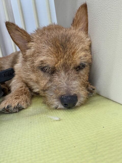 本日の鶴丸🐶
本日はニコペットのちびっ子やロンちゃん、らぶちゃん達と走り回ったりして疲れたのか夕方には寝ていました🤭

🐾🐶愛犬のお悩みご相談ください🐶🐾
@kenkohmura_official
 ↑フォロー待ってます↑

〒955-0091 新潟県三条市上須頃大割４２８−１
☎︎ 0256-35-2571
✉️ info@kenkohmura.jp
HP: http://kenkohmura.jp
LINE: https://lin.ee/7LIz5sb

#犬幸村#犬の幼稚園 #吠える、噛む #犬のしつけ #トイレ
ノーリッチテリアノーリッチテリア可愛いノーリッチテリア大好きノーリッチテリア倶楽部